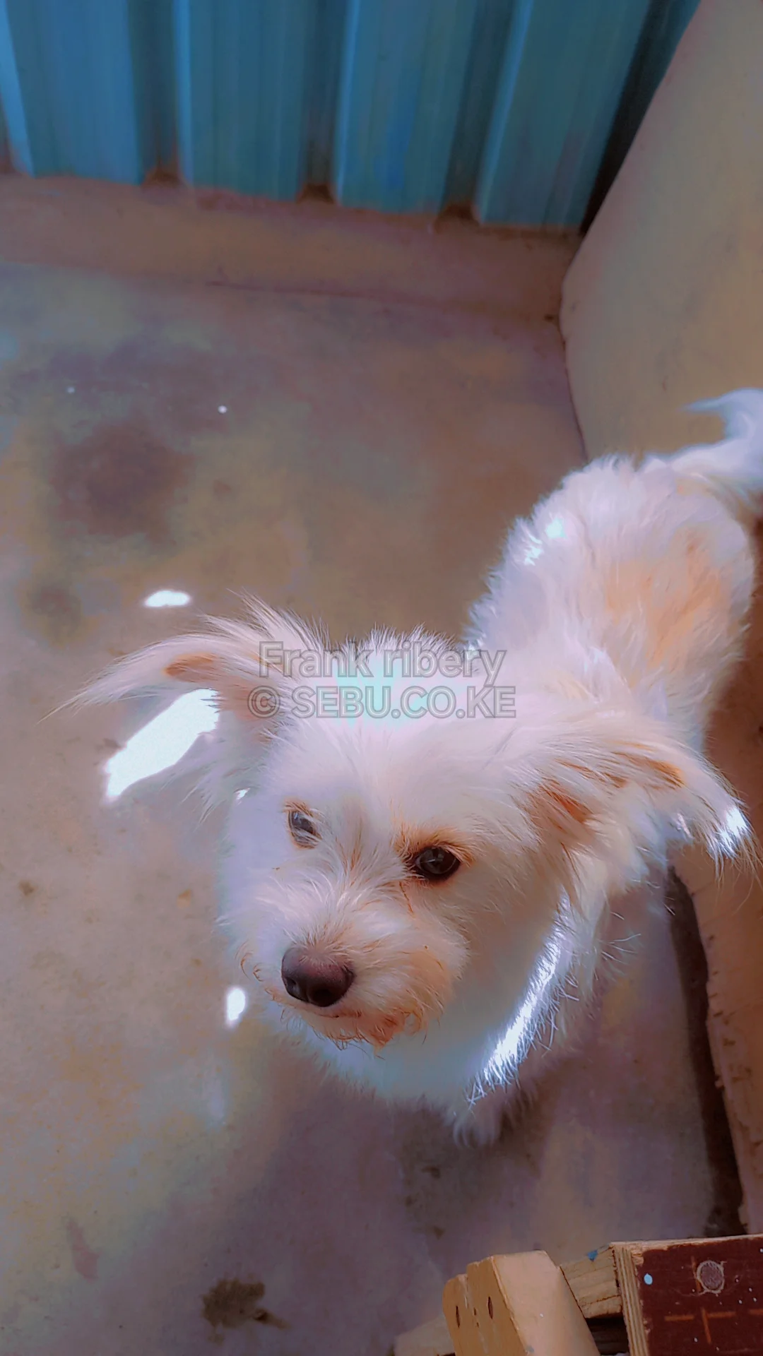 Maltese And Terrier Mix Dog